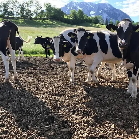 Oase Im Ennstal Classic Landhaus